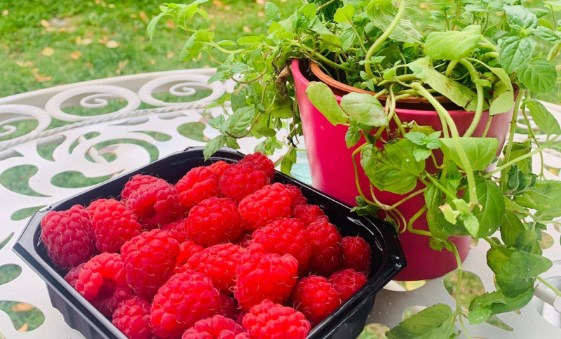 Neste Rotyrymøte tirsdag 1. september kl. 1800 - høst i bringebærparken på Moe i Øyer.