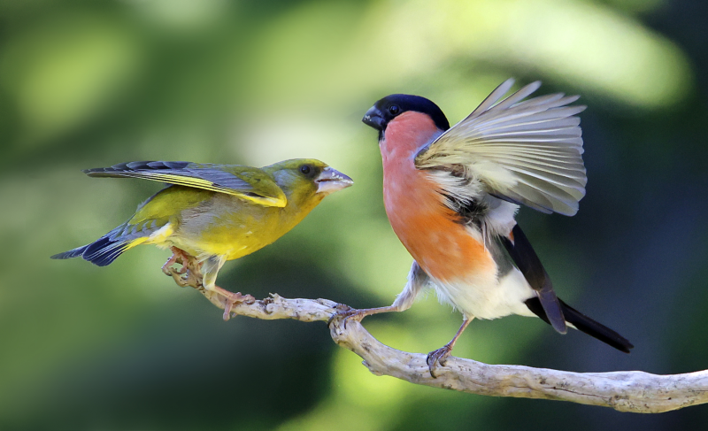Naturfoto som hobby blir tema på neste rotarymøte 31. august.