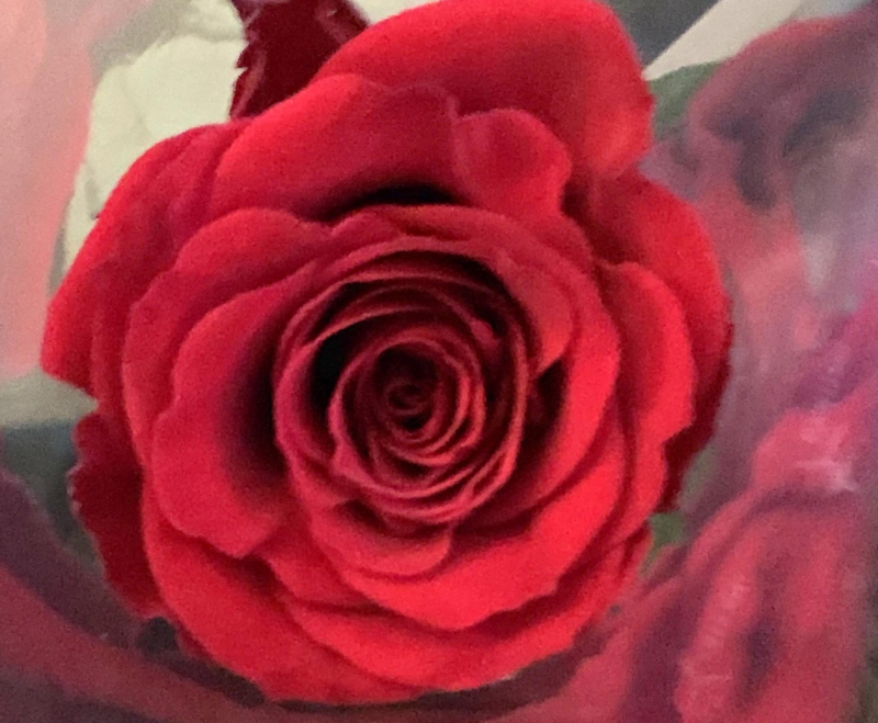 Rose, heder og ære til Lillehammer Rotaryklubb for god måloppnåelse.